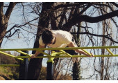 PONT DE SINGE EXE